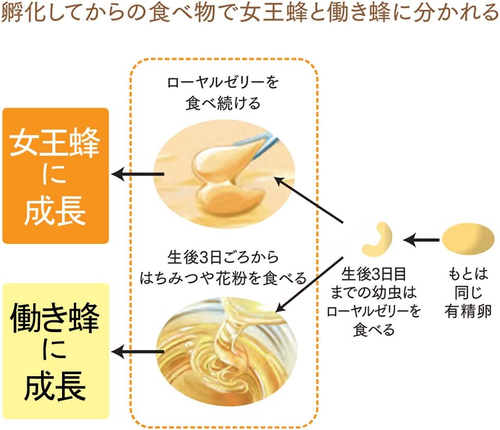 ローヤルゼリー 発酵黒にんにく｜健康食品の通販 山田養蜂場【公式】